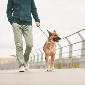 Los animales también generan beneficios en la salud de los adultos.